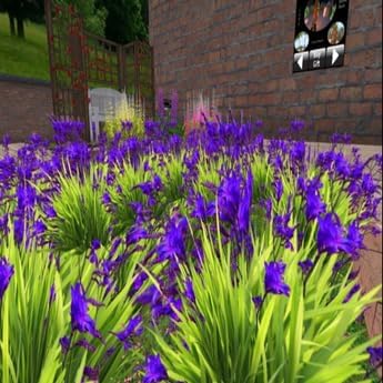 Flower Seeds, Seeds for Planting, Plant Seeds