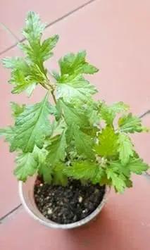 artemisia argyi flower seeds
