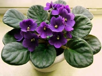 violet violet flower seeds
