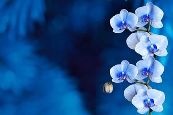 Flower Seeds, Seeds for Planting, Plant Seeds