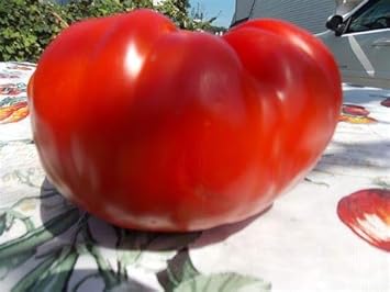 Big Tomato Vegetable Seeds for Planting