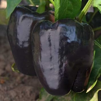 Black Bell Pepper Seeds for Planting