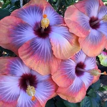 Flower Seeds, Seeds for Planting, Plant Seeds