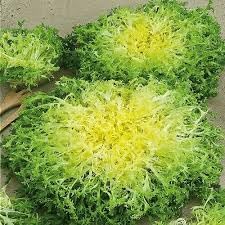 Endive Lettuce Curly Frisée Seeds for Planting