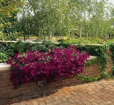 patio potted flower seeds