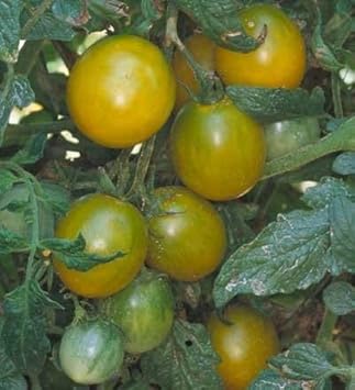 Green Tomato Seeds for Planting