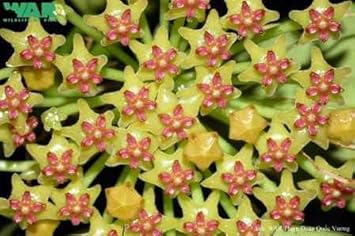 Flower Seeds, Seeds for Planting, Plant Seeds