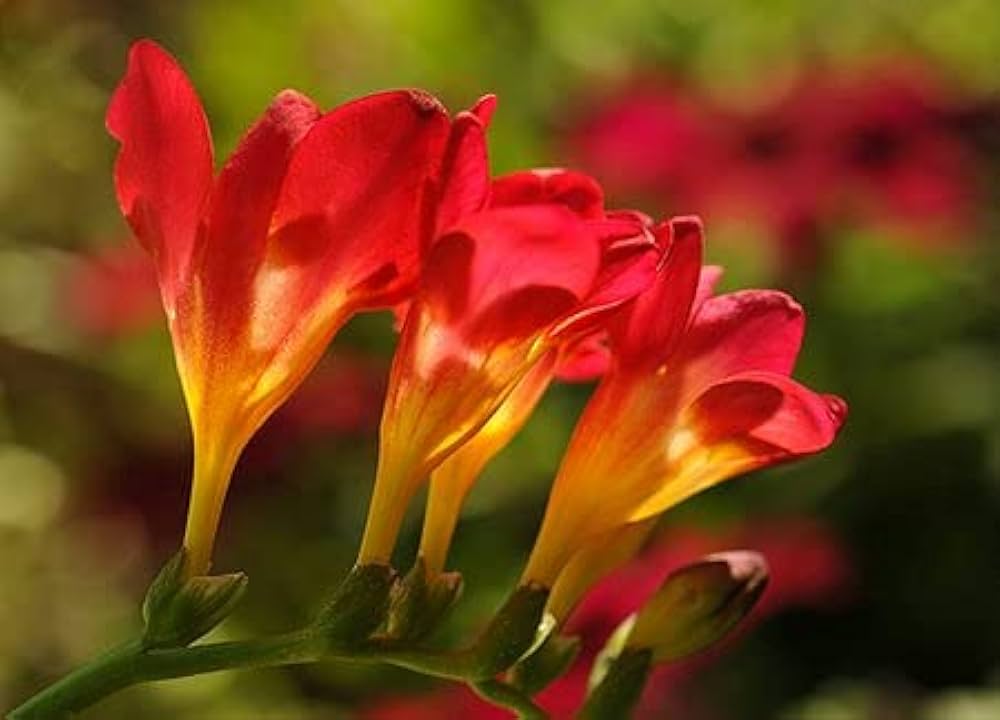 Freesia Flower Seeds for Planting Red 100 pcs