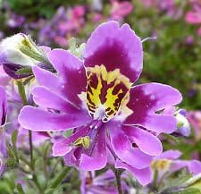 purple schizanthus flower seeds