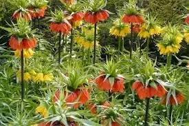 crown imperial flower seeds