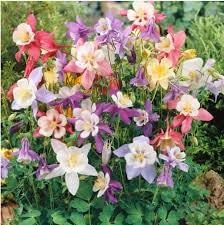 Heirloom Non-GMO Tequila Sunrise Columbine Flower Seeds for Planting