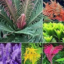 Flower Seeds, Seeds for Planting, Plant Seeds