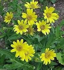 yellow meadow flower seeds