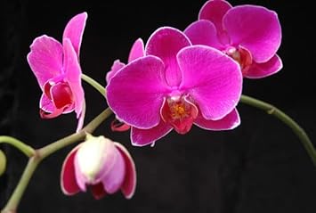 Flower Seeds, Seeds for Planting, Plant Seeds