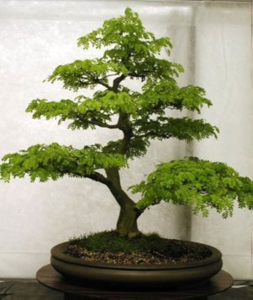 bonsai mixed flower seeds