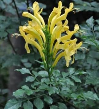 yellow heirloom flower seeds