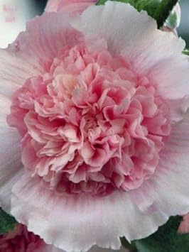 pink white flower seeds