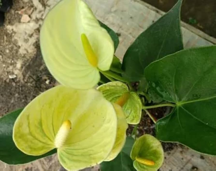 Yellow Anthurium Andraeanu Flower Seeds for Planting - 100 pcs