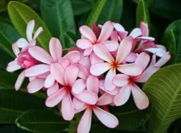 pink light flower seeds