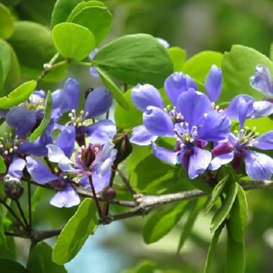 blue lignum flower seeds