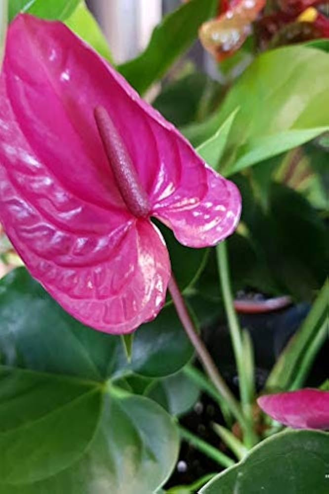 Anthurium lilla blomsterfrø til plantning 100 stk