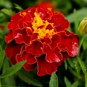 Organic Red Marigold Flower Seeds for Planting