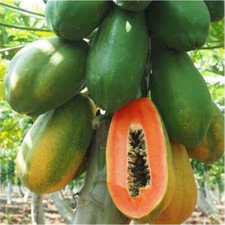 Dwarf Waimanalo Papaya Fruit Seeds for Planting - Compact, Early Fruiting, Super Sweet