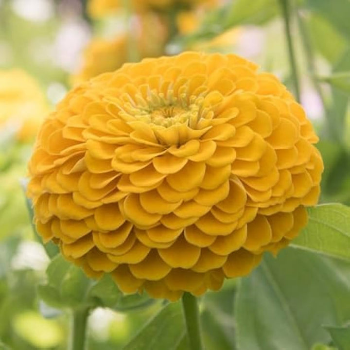 Mørkegule Zinnia blomsterfrø til plantning - 100 stk