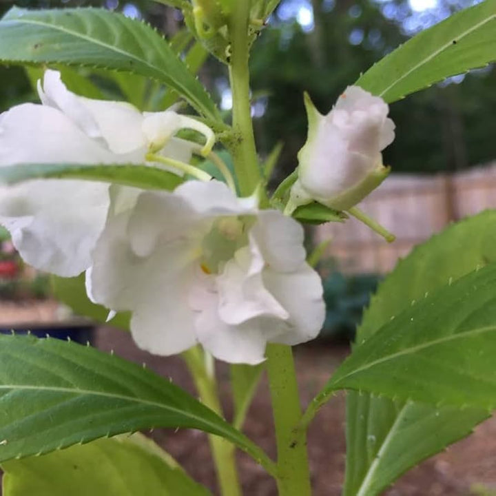 Balsamin Blomsterfrø til udplantning, Hvide, 100 stk