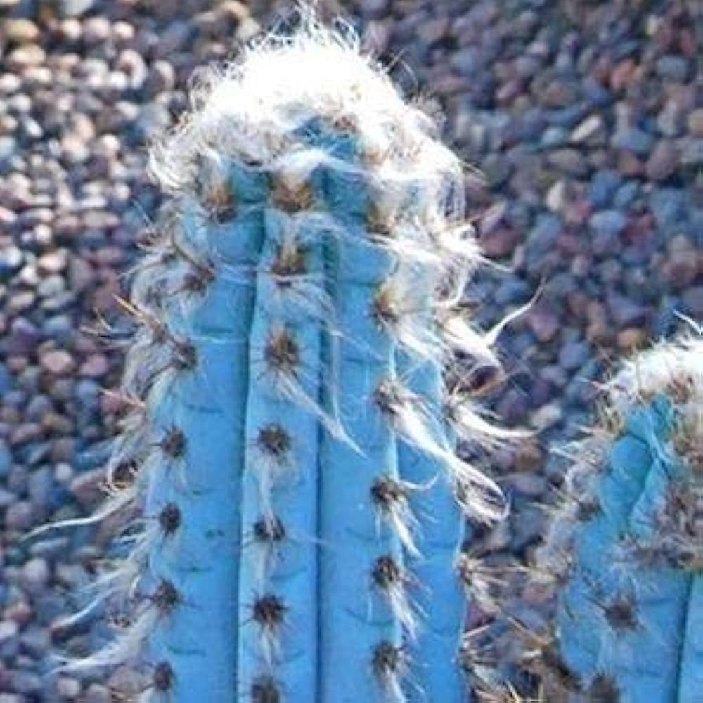blue cactus flower seeds