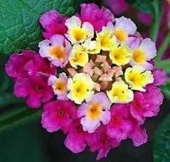 purple yellow flower seeds