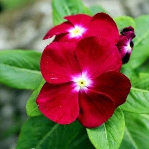 Red Vinca Rosea Flower Seeds for Garden Planting - Non-GMO, Heirloom Seeds for Easy Growth