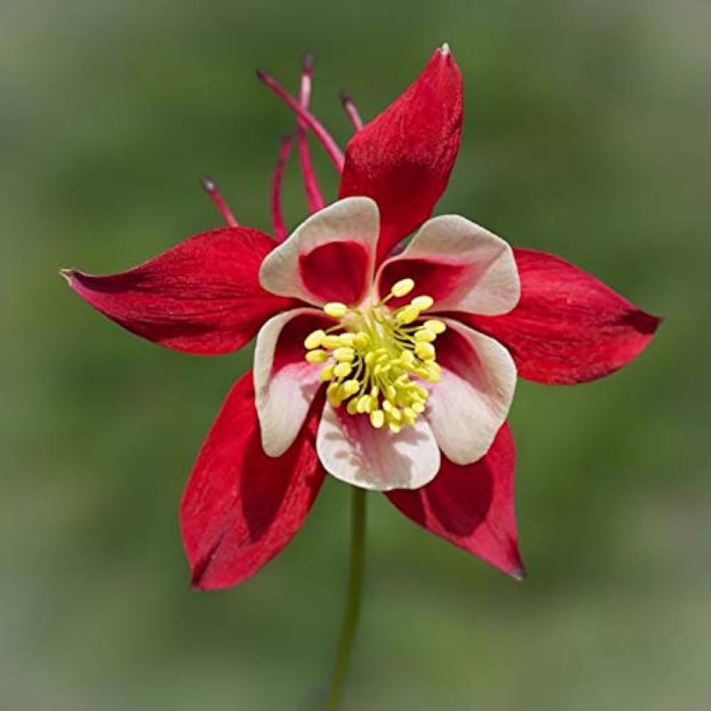 red columbine flower seeds