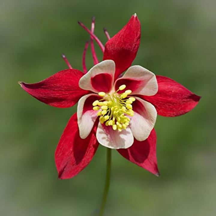 Red Columbine Aquilegia Vulgaris Calvario Flower For Planting Perfect For Pollinator Friendly Home