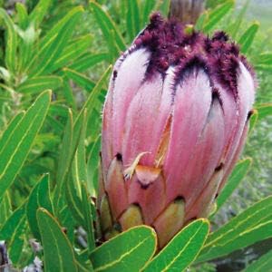 Flower Seeds, Seeds for Planting, Plant Seeds