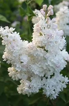lilac flower flower seeds