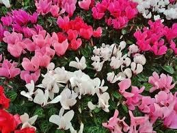 Flower Seeds, Seeds for Planting, Plant Seeds