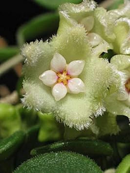 Mint Green Hoya Carnosa Flower Seeds for Planting