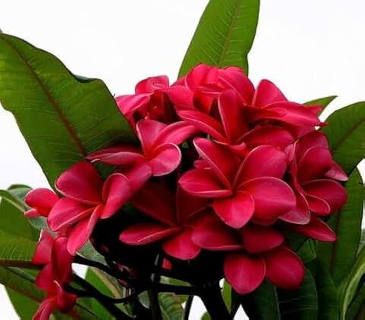 Heirloom Non-GMO Maroon Frangipani Flower Seeds for Planting – Exotic Fragrant Blooms Organic Garden Seeds