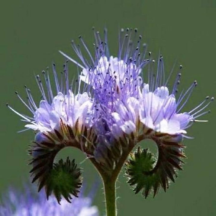 Fiddleneck Blomsterfrø til Plantning 100 stk