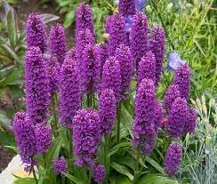 Flower Seeds, Seeds for Planting, Plant Seeds