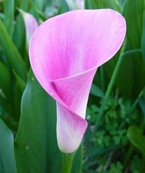 Flower Seeds, Seeds for Planting, Plant Seeds