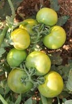Tomato Seeds for Planting