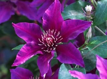 Flower Seeds, Seeds for Planting, Plant Seeds