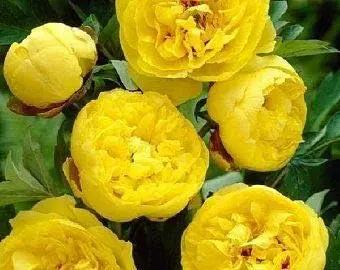 yellow peony flower seeds