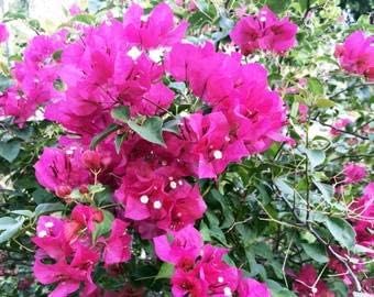 Flower Seeds, Seeds for Planting, Plant Seeds