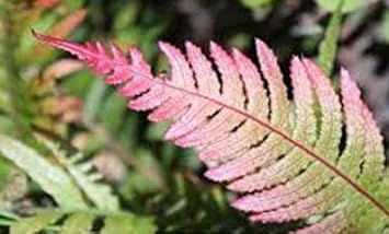 is a fern a seed plant Pink and Green Fern Plant Seeds for Planting