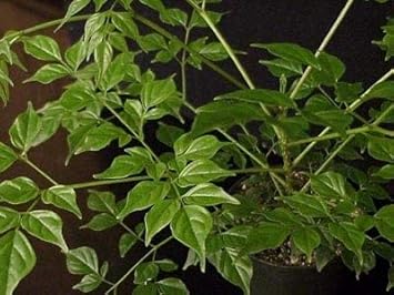 Flower Seeds, Seeds for Planting, Plant Seeds