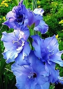 Flower Seeds, Seeds for Planting, Plant Seeds