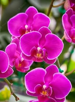 Flower Seeds, Seeds for Planting, Plant Seeds